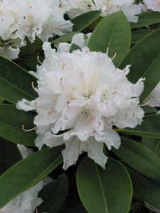 Rhodo Boule de Neige